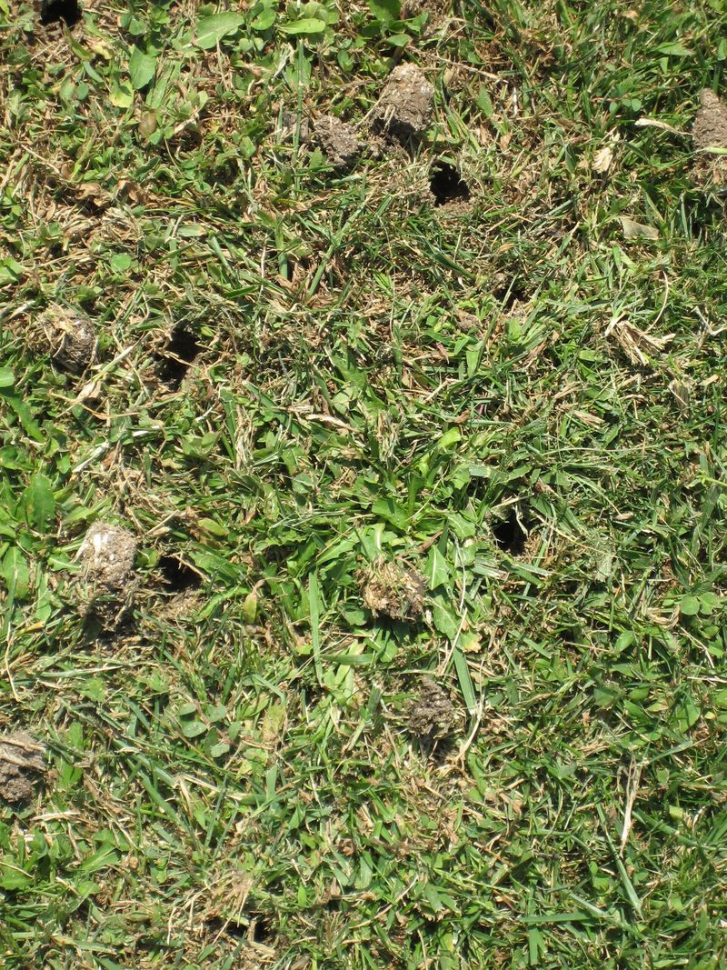 Florentine Lawn & Spraying Solutions — Loosening Compacted Soil So Roots Can Breathe